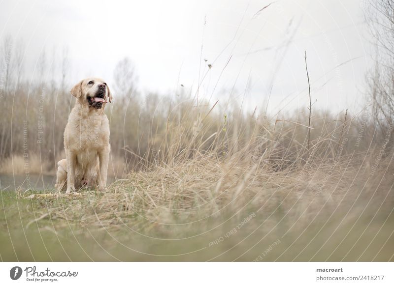 Labrador Retriever labbi retriever retriver Hund Rassehund blond Tier Haustier Gassi gehen Natur natürlich Außenaufnahme Spaziergang Tierzucht züchten