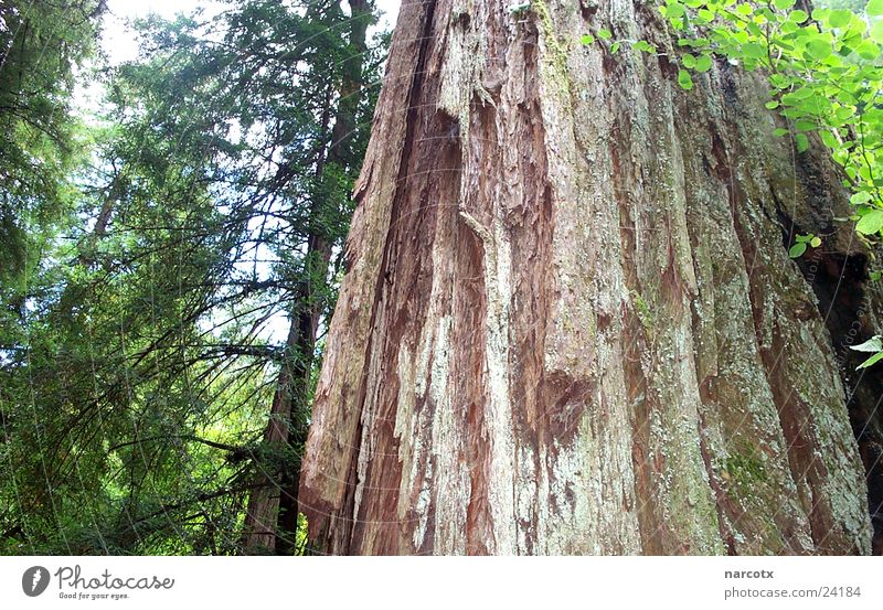 baum [1] Baum Wald Amerika Südwest Blatt Mammut USA