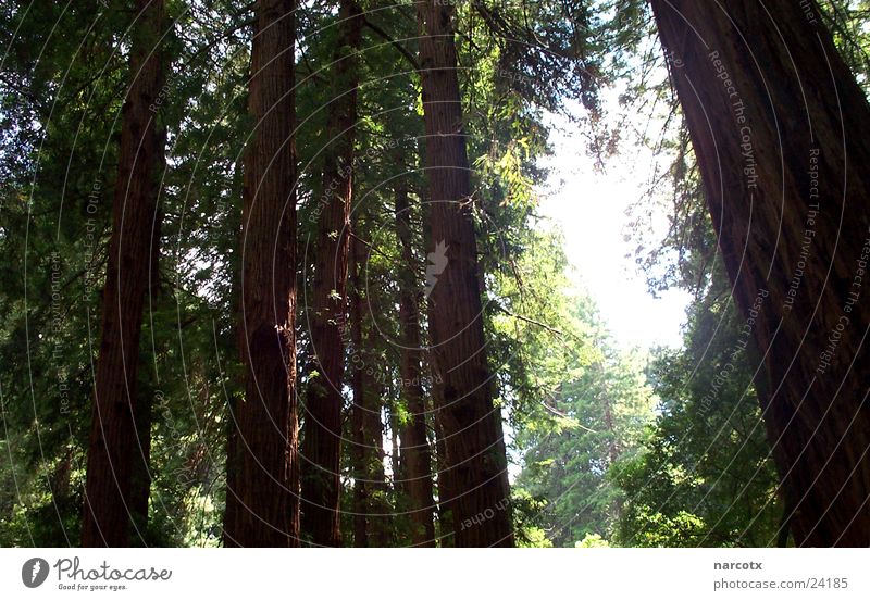 wald Baum Sträucher Wald Holz Amerika Südwest Mammut Macht groß Blatt USA