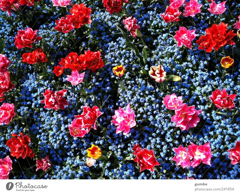 Blumen im Park Umwelt Natur Pflanze Schönes Wetter Tulpe Garten Fröhlichkeit Kitsch verrückt blau rosa rot Farbe Farbfoto mehrfarbig Außenaufnahme Menschenleer