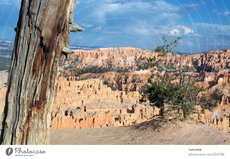 bryce [2] Schlucht Nationalpark Amerika Südwest Baum Sträucher USA Perspektive Felsen Stein Berge u. Gebirge Aussicht Bryce Canyon Bryce Canyon National Park