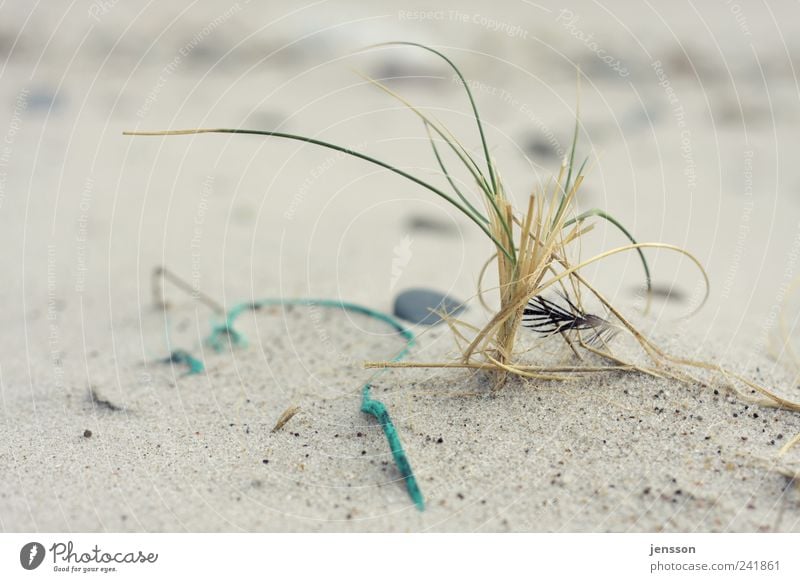 Strandgedrömel Umwelt Natur Landschaft Tier Sand Küste liegen Einsamkeit Strandgut Feder Schnur Seil Umweltverschmutzung hell Gras Farbfoto Gedeckte Farben
