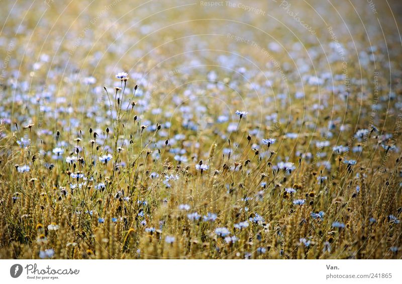 Blümchenbild Getreide Natur Pflanze Sommer Blume Blüte Nutzpflanze Kornblume Feld schön blau gelb ruhig reif Weizen Farbfoto Außenaufnahme Tag Licht Sonnenlicht