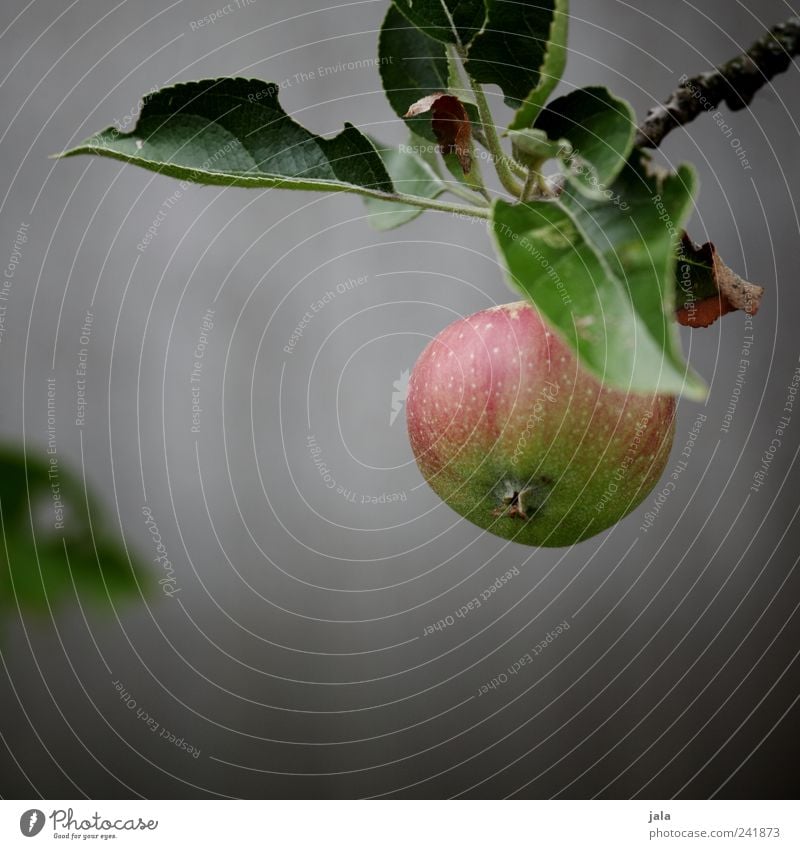 apfel Frucht Apfel Bioprodukte Vegetarische Ernährung Natur Pflanze Baum Blatt Nutzpflanze Apfelbaum lecker Zweige u. Äste Farbfoto Außenaufnahme Menschenleer