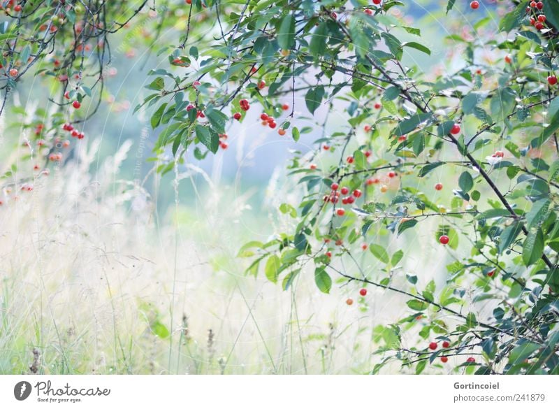 Cerisier Umwelt Natur Landschaft Pflanze Sommer Gras Wiese natürlich Kirschbaum Kirsche Naturliebe Farbfoto Außenaufnahme Tag Schwache Tiefenschärfe