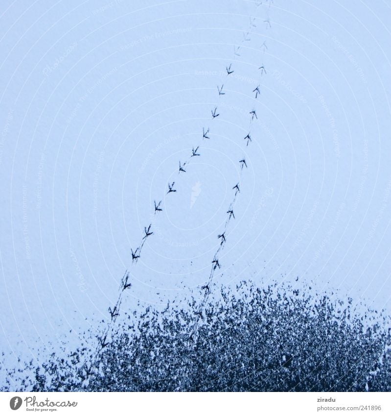 Spuren Winter Schnee Eis Frost Teich Fährte Wasser blau Vogelspuren Farbfoto Gedeckte Farben Außenaufnahme Detailaufnahme Muster Menschenleer Textfreiraum links