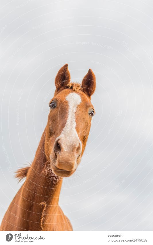 Neugieriges Pferd gegen den Himmel. Ansicht von unten Glück schön Gesicht Mund Natur Tier Haustier lachen niedlich verrückt wild blau braun weiß Hintergrund