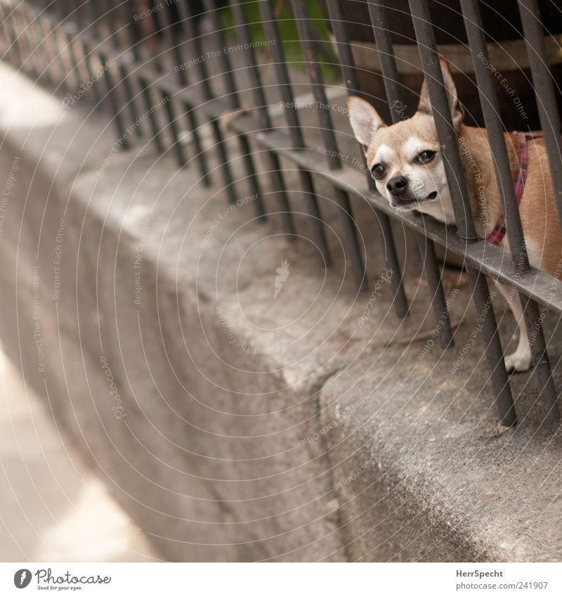 Hinter Gittern Mauer Zaun Gitterstaebe Tier Haustier Hund 1 beobachten braun grau Traurigkeit gefangen Schwarzweißfoto Gedeckte Farben Außenaufnahme