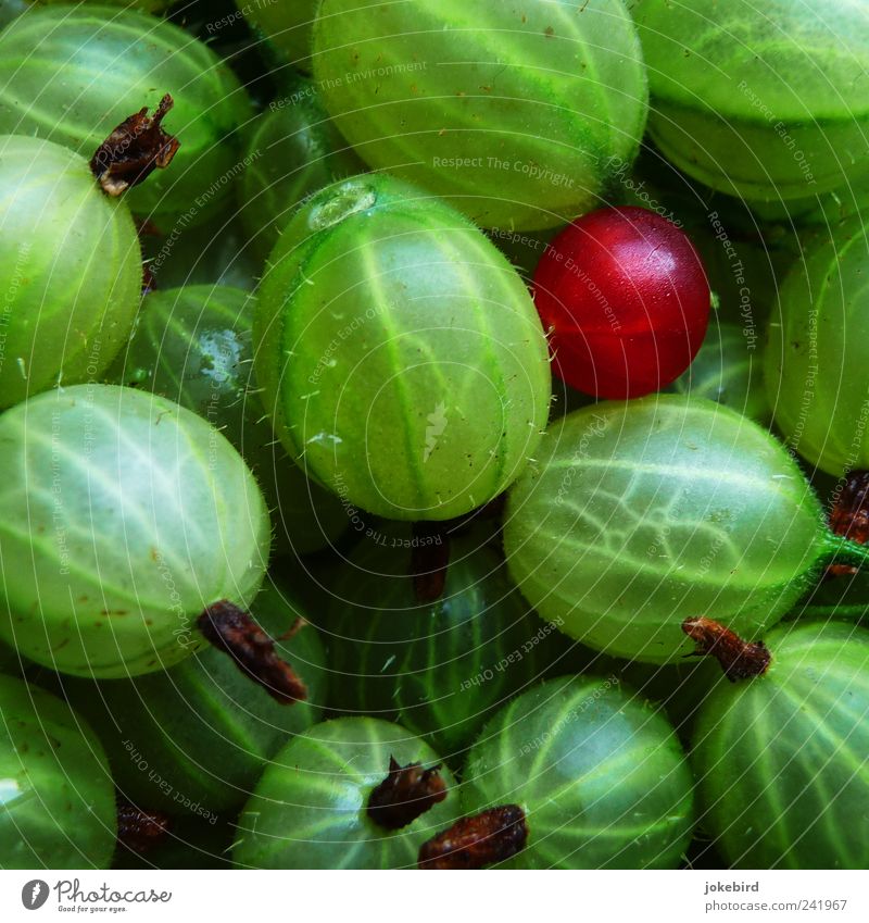 finde den Fehler Lebensmittel Frucht Vegetarische Ernährung genießen leuchten saftig sauer stachelig grün rot Einsamkeit Natur Gesundheit Außenseiter