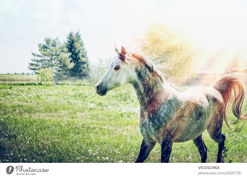 Pferd auf der Sommerwiese Lifestyle Natur Sonnenlicht Schönes Wetter Wiese Tier Design Vollblutaraber grün Sonnenstrahlen Farbfoto Außenaufnahme