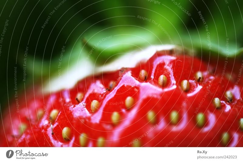 So ein süßes Früchtchen! Frucht Natur Pflanze Erde Sommer Blühend Wachstum Duft frisch lecker grün rot fruchtig saftig Gesundheit Erdbeeren Beeren