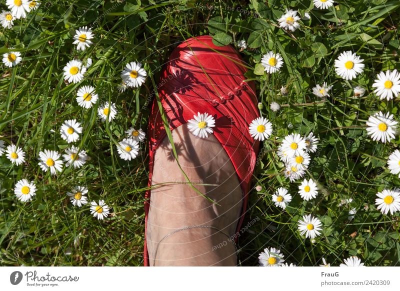 So ist`s schön... feminin Frau Erwachsene Fuß 1 Mensch 60 und älter Senior Natur Pflanze Sonnenlicht Frühling Schönes Wetter Gras Gänseblümchen Wiese Halskette