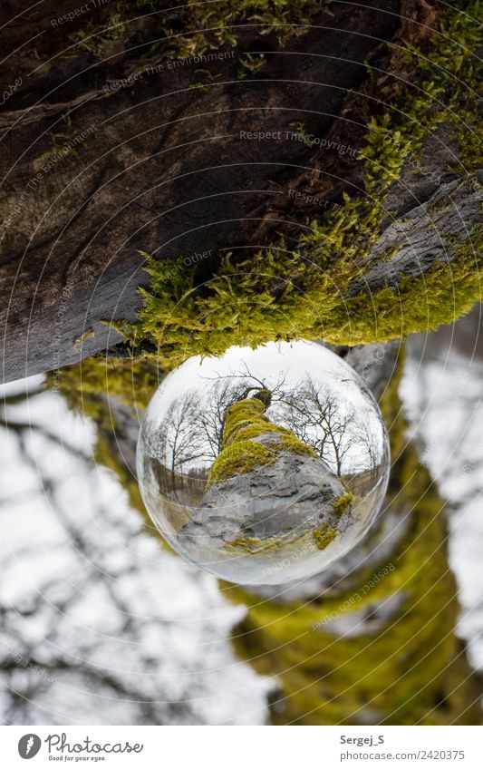 Ein Blick durch die Glaskugel Umwelt Natur Pflanze Baum Moos Garten Wald Kristallkugel Holz Kugel beobachten drehen hängen außergewöhnlich fest nah natürlich
