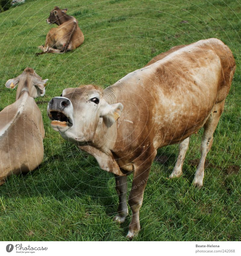 Rinderwahn - die Natur schlägt zurück Fleisch Sonnenlicht Sommer Tier Nutztier Kuh Tiergruppe Fressen schreien stehen außergewöhnlich rebellisch braun grün weiß
