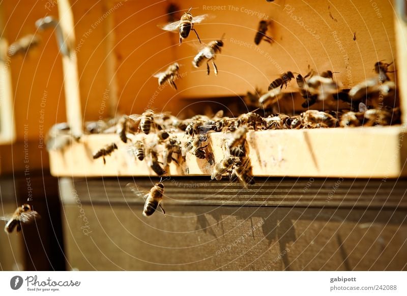Honigduft Sonnenlicht Sommer Schönes Wetter Tier Nutztier Bienenstock Schwarm Arbeit & Erwerbstätigkeit Bewegung fliegen bedrohlich Duft nachhaltig natürlich