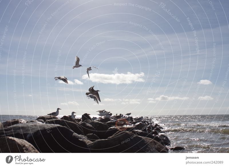 … trotzdem hauen sie ab! Umwelt Natur Tier Himmel Wolken Horizont Schönes Wetter Küste Strand Nordsee Meer Wildtier Vogel Tiergruppe Schwarm fliegen frei hell