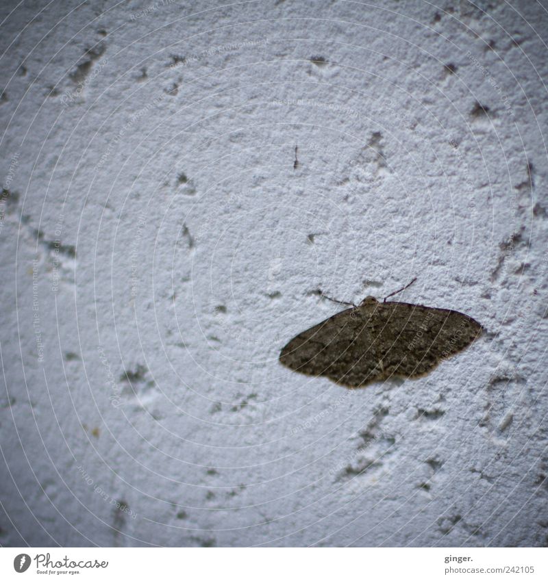 Spanner Tier Flügel Insekt Schmetterling Motte braun grau Voyeurismus Wand Poren klein Muster ruhig sitzen Pause ausbreiten nachtaktiv Traurigkeit Farbfoto