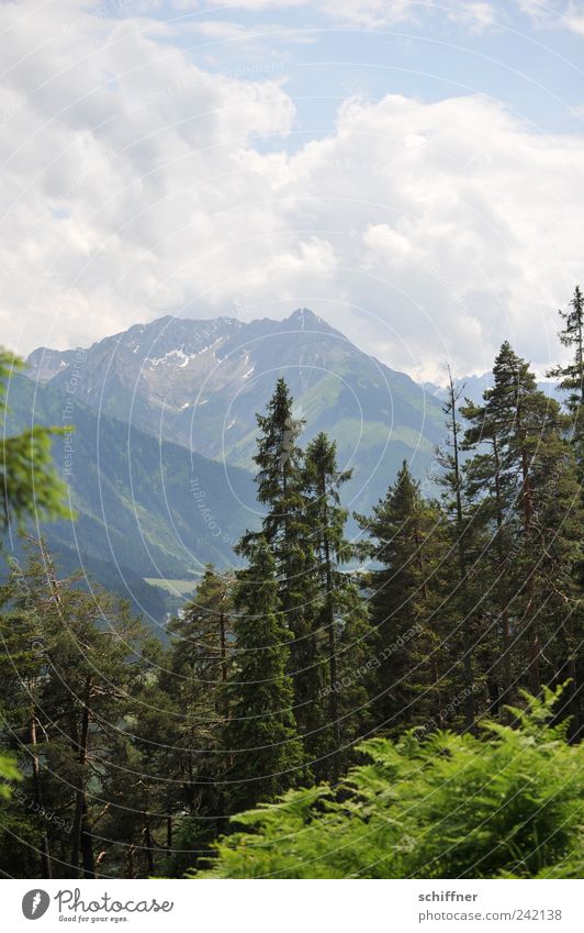 Heimatfilmfototapete Natur Landschaft Himmel Wolken Sommer Schönes Wetter Baum Sträucher Wald Alpen Berge u. Gebirge Gipfel Kitsch Klischee Lechtal