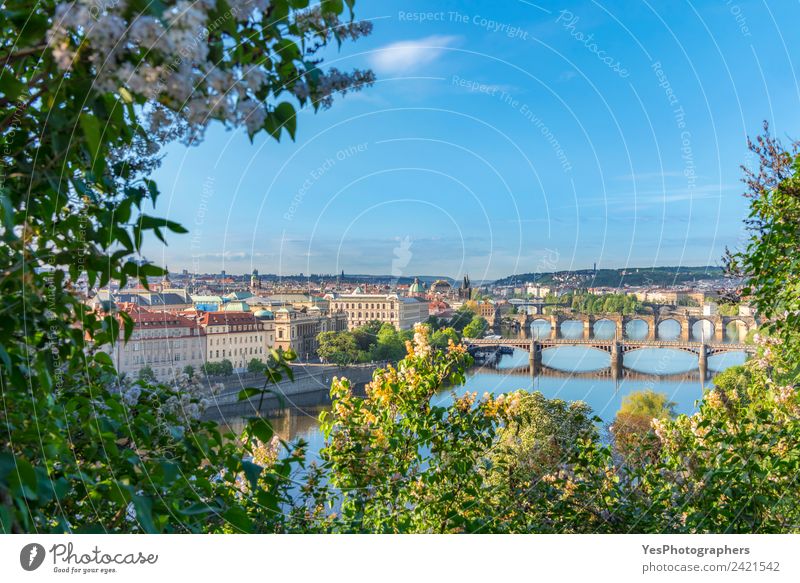 Moldau mit ihren Brücken und der Stadt Prag Lifestyle schön Ferien & Urlaub & Reisen Sommer Kunst Landschaft Baum Blume Altstadt Gebäude Architektur