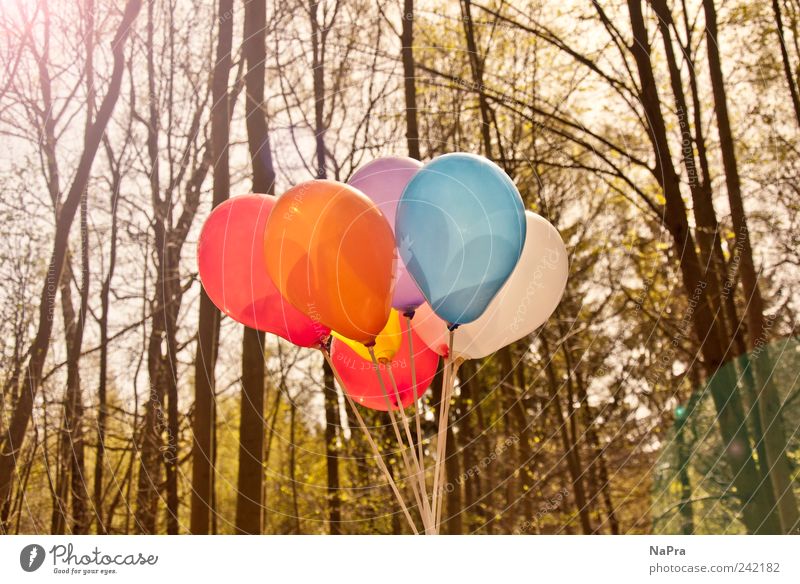 Balloon #2 Sommer Feste & Feiern Umwelt Natur Sonnenlicht Frühling Schönes Wetter Baum Park Wald Luftballon Holz Erholung Wachstum Freude Glück Zufriedenheit