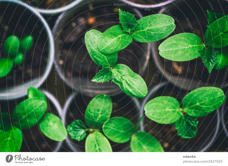 grüne Triebe einer Gurke in einem Topf Gartenarbeit Umwelt Natur Pflanze Blatt Wachstum frisch klein oben Salatgurke jung Hintergrund Ackerbau Botanik Frühling
