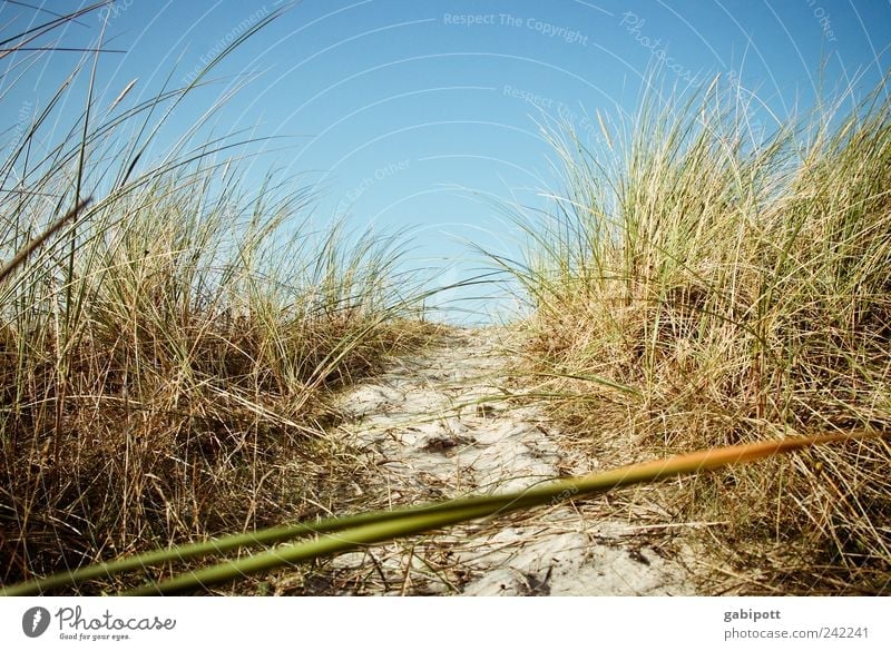 ein hauch von seeluft Umwelt Natur Landschaft Pflanze Sand Himmel Wolkenloser Himmel Sommer Schönes Wetter Gras Sträucher Küste Strand Nordsee Ostsee Stranddüne