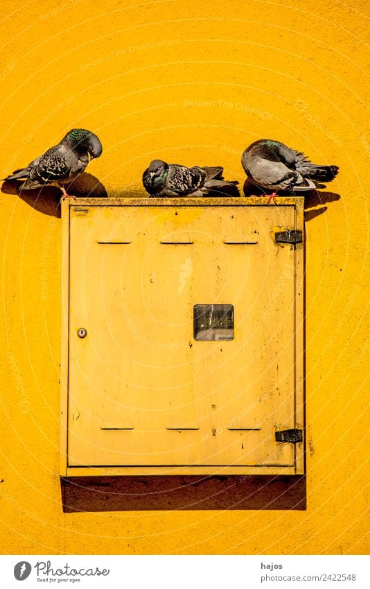 Tauben auf einem Schaltkasten an einem Haus Sommer Tier Wildtier Vogel 3 Zeichen schön einzigartig gelb sitzen Stillleben friedlich idylle sonnenbad Farbfoto