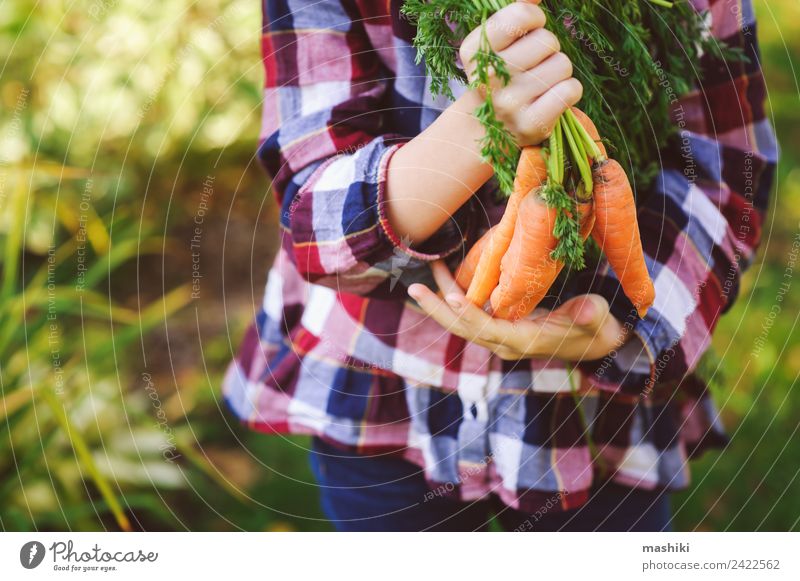 glücklich Bauer Kind Mädchen Ernte frisch zu Hause Wachstum Karotte Gemüse Lifestyle Freude Glück Familie & Verwandtschaft Natur Landschaft Herbst Hemd Hut