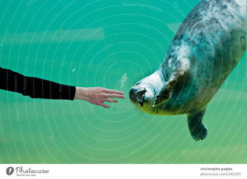 Give me two fingers Tier Zoo Aquarium 1 Schwimmen & Baden niedlich Seehund Streicheln spielend folgend berühren Farbfoto Gedeckte Farben Innenaufnahme