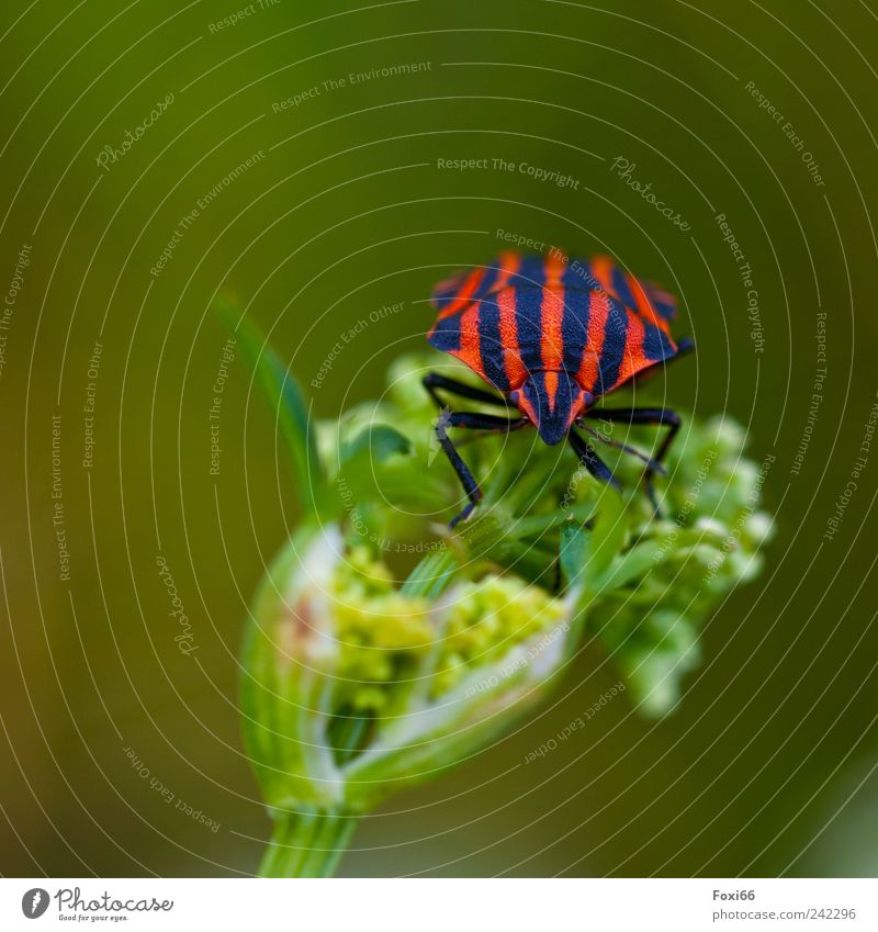 Streifenwanze Sommer Pflanze Wildpflanze Wiese Feld Käfer 1 Tier außergewöhnlich frei rund grün rot schwarz Freude Tierliebe schön Bewegung Einsamkeit entdecken