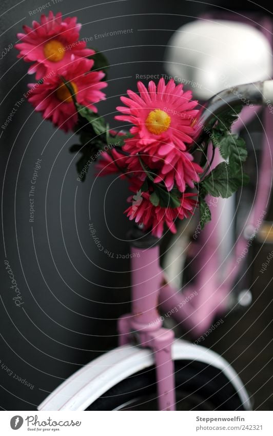 Mädchenrad Blühend Erholung feminin rosa violett Klischee Fahrradsattel Fahrradlenker parken Farbfoto Außenaufnahme Menschenleer Starke Tiefenschärfe
