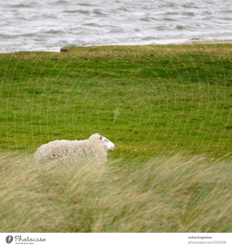 Sturmschaf Natur Landschaft Wasser Wind Gras Küste Nordsee Salzwiese Tier Nutztier Schaf 1 grün weiß Einsamkeit Farbfoto Außenaufnahme Tag