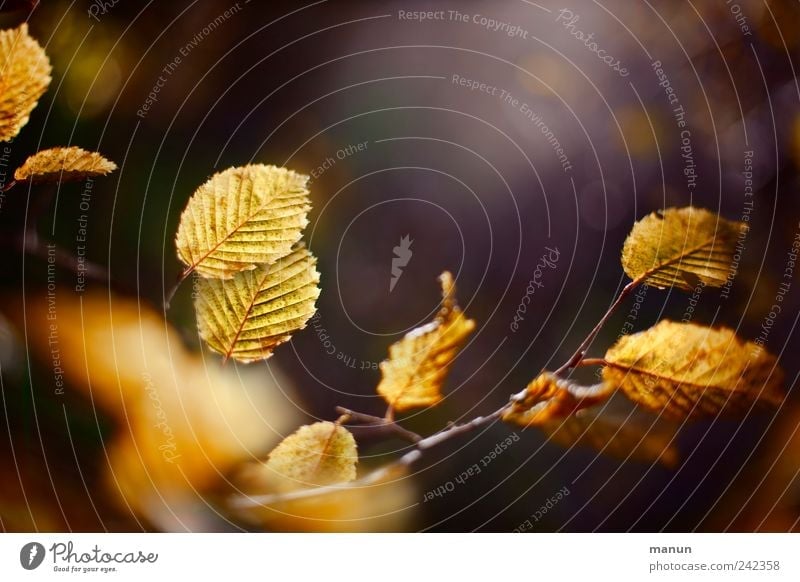 Gelber Herbst Natur Baum Blatt Zweige u. Äste herbstlich Herbstlaub Herbstfärbung authentisch natürlich schön braun gold Farbfoto Außenaufnahme Menschenleer