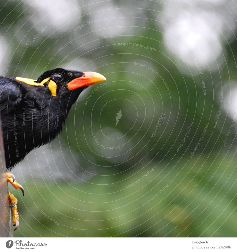 Kuala Lumpur Bird Park II Vogel Tiergesicht Schnabel Auge Feder Krallen 1 Blick gelb grün rot schwarz Wachsamkeit Farbfoto Außenaufnahme Menschenleer
