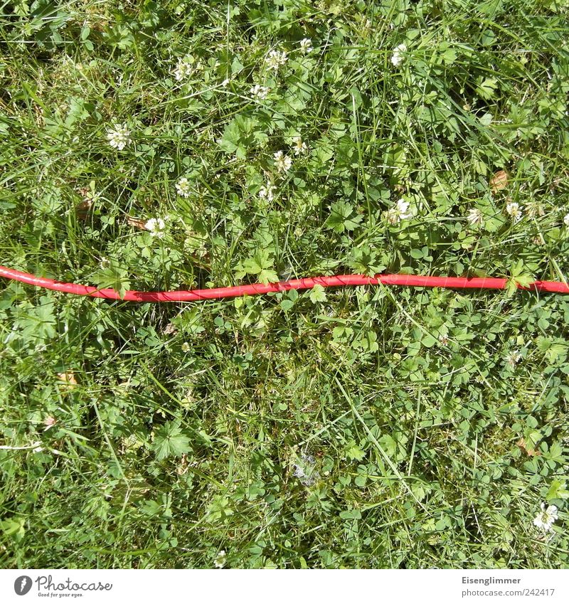 rot auf grün Kabel Umwelt Natur Pflanze Sommer Gras Garten Wiese liegen dünn lang ruhig Langeweile ästhetisch Energie Kontakt planen Leitung Elektrizität Rasen