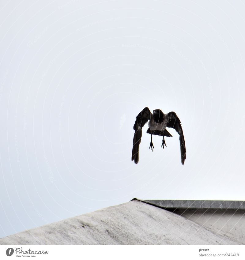 Krähe Natur Tier Himmel Wildtier Vogel Flügel Krallen 1 fliegen blau grau schwarz hängend hängen lassen Feder Beton Dach Farbfoto Außenaufnahme Menschenleer Tag