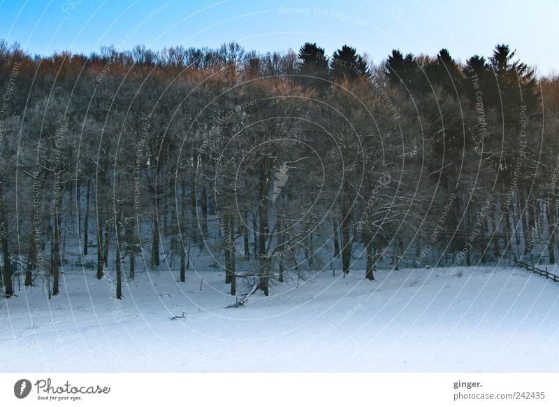 Wintermorgenstimmung Umwelt Natur Landschaft Pflanze Himmel Klima Wetter Schönes Wetter Eis Frost Schnee Baum Wald Wachstum wandern kalt Laubbaum Nadelbaum