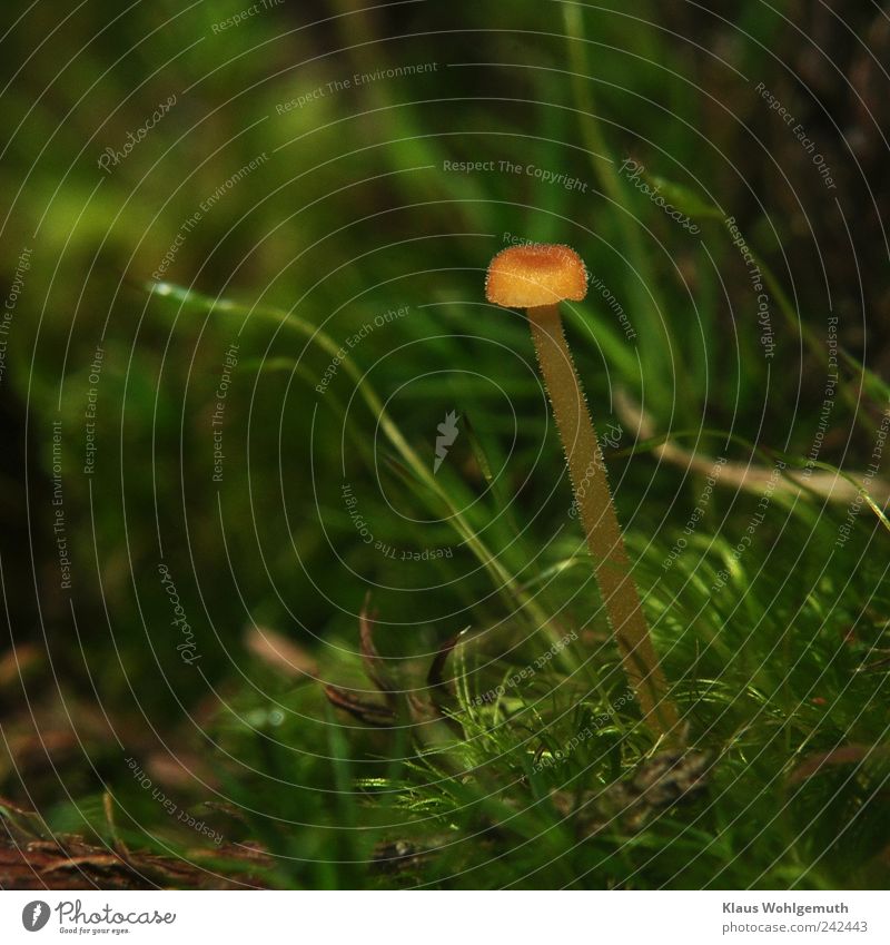 Kleiner Pilz ( Nabeling) im Moos Expedition Sommer Umwelt Natur Herbst Pflanze Pilzhut Pilzstiel Urwald stehen Wachstum braun gelb grün schwarz verborgen winzig