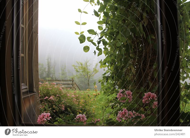 Zimmer mit Aussicht Ferien & Urlaub & Reisen Garten Natur Sommer Nebel Pflanze Blume Sträucher Blüte Wiese Feld Alpen Schlucht Weißbachschlucht Menschenleer