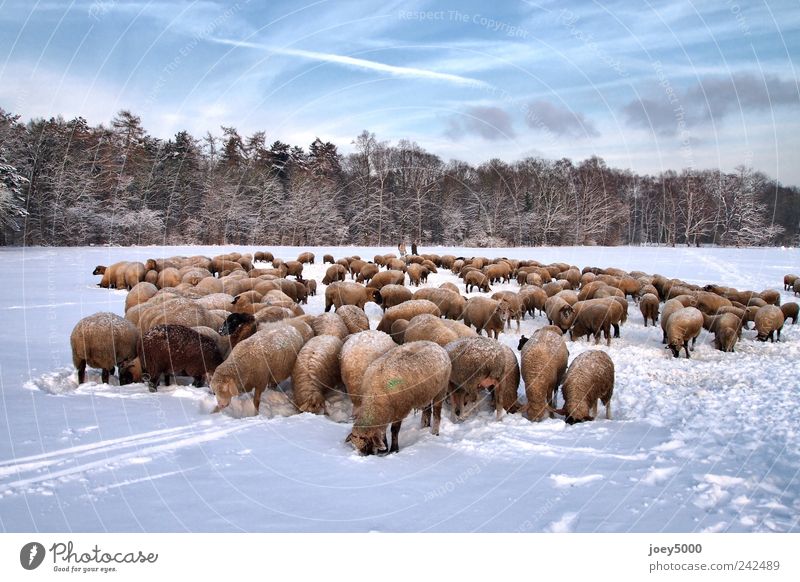 Schafe im Winter Natur Tier Schönes Wetter Schnee Park Feld Nutztier Herde frieren Blick authentisch außergewöhnlich kalt natürlich niedlich blau Sympathie