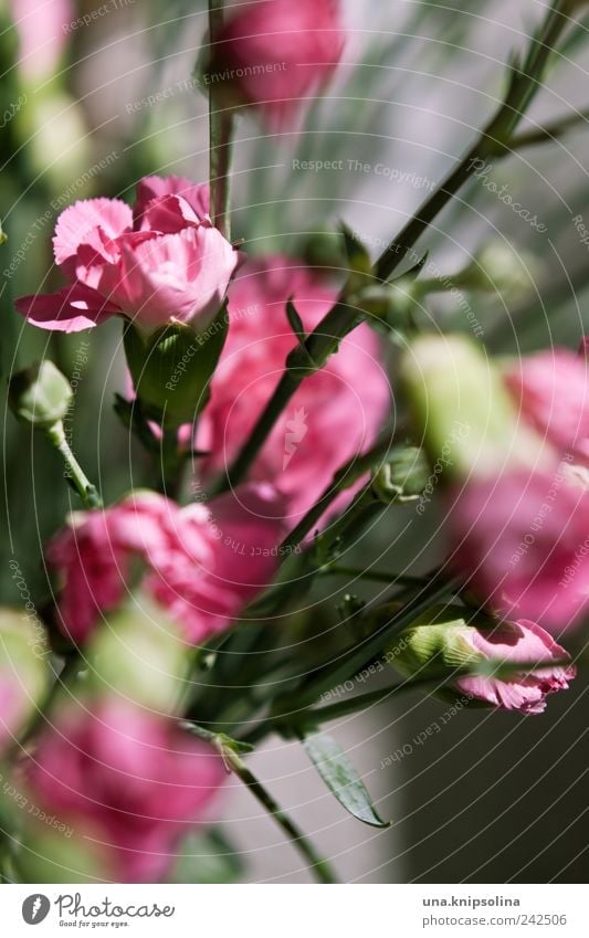 pink Häusliches Leben Dekoration & Verzierung Pflanze Blume Blüte Nelkengewächse Blumenstrauß Blühend Duft frisch natürlich grün rosa Farbfoto Nahaufnahme
