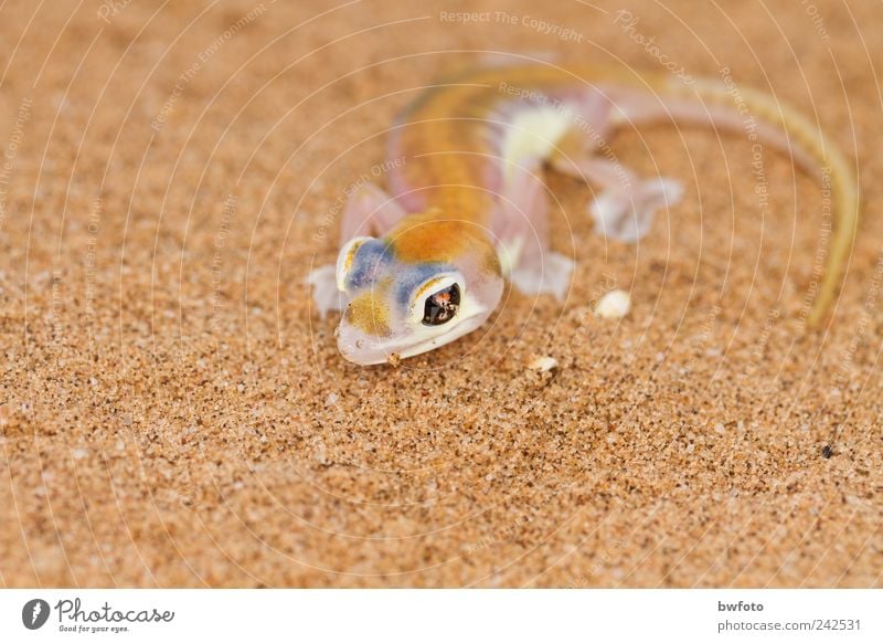 Wüstengecko - Pachydactylus rangei schön Freizeit & Hobby Ferne Safari Expedition Umwelt Natur Tier Erde Sand Nebel Namib Namibia Wildtier Tiergesicht Gecko 1