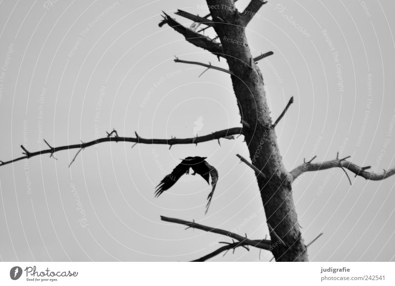 Weststrand Umwelt Natur Landschaft Pflanze Tier Baum Darß Wildtier Vogel Kolkrabe 1 fliegen dehydrieren dunkel gruselig natürlich wild Stimmung Tod