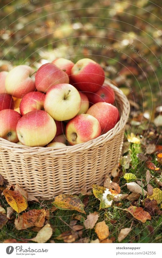 Äpfel Jahreszeiten Herbst Menschenleer rot Gartenarbeit Rasen reif Frucht Ernte Korb Weidenkorb Apfel