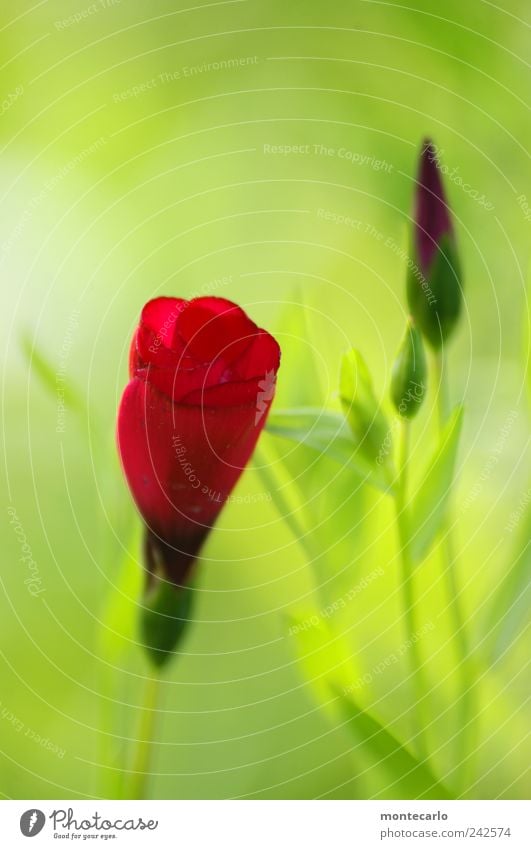 Roter Fleck XXL Natur Pflanze Sonnenlicht Sommer Schönes Wetter Blume Blatt Blüte Grünpflanze Park Wiese ästhetisch weich rot Farbfoto mehrfarbig Außenaufnahme