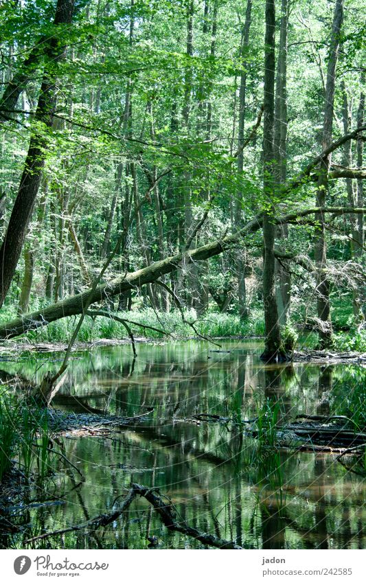 Zu Besuch im Märchenwald Tourismus Safari Expedition wandern Landwirtschaft Forstwirtschaft Natur Wasser Baum Urwald Bach dunkel exotisch gruselig Einsamkeit