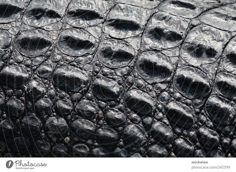 Krokodilshaut Tier Urelemente Erde Dürre Fluss Wüste Wildtier Schuppen Fell Zoo Alligator 1 Leder Linie berühren entdecken festhalten dunkel eckig gigantisch