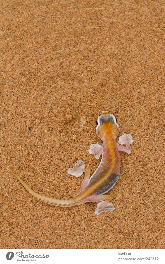 Pachydactylus rangei Ferien & Urlaub & Reisen Tourismus Ferne Safari Expedition Umwelt Natur Tier Erde Sand Wüste Namib Namibia Wildtier Gecko exotisch