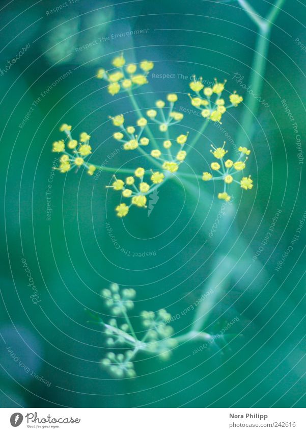 stars in eden Kräuter & Gewürze harmonisch Wohlgefühl Sinnesorgane Erholung ruhig Meditation Kur Spa Umwelt Natur Pflanze Sommer Blume Blüte Blütenknospen