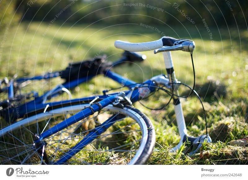 Blaues Fahrrad auf grüner Herbstwiese Freizeit & Hobby Ausflug Freiheit Sommer Sommerurlaub Garten Umwelt Natur Pflanze Schönes Wetter Gras Sträucher Erholung